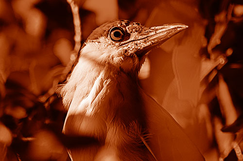 Dirty Faced Black Crowned Night Heron (Orange Shade Photo)