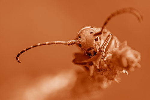Dirty Milkweed Beetle Climbs Plant Top (Orange Shade)