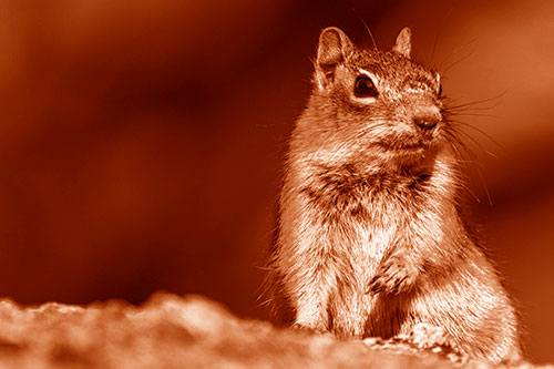 Dirty Nosed Squirrel Atop Rock (Orange Shade Photo)