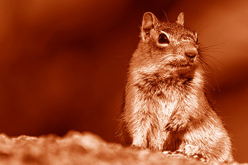 Dirty Nosed Squirrel Atop Rock (Orange Shade)