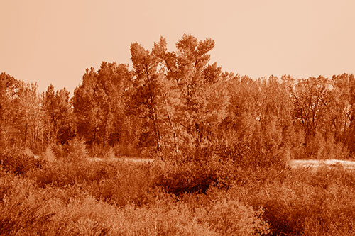 Distant Autumn Trees Changing Color Among Horizon (Orange Shade Photo)