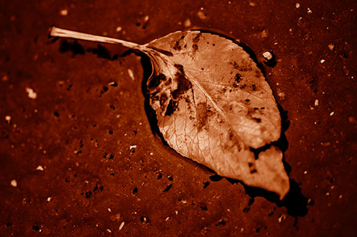 Distressed Rotting Leaf Face Among Wet Pavement (Orange Shade)