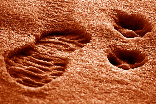 Dog And Human Footprint Marks In Snow (Orange Shade Photo)