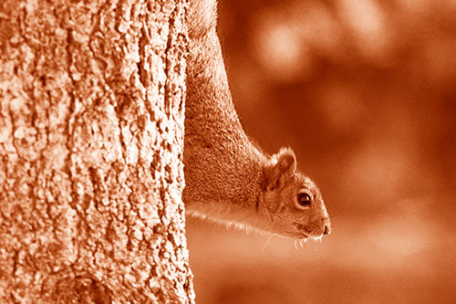 Downward Squirrel Yoga Tree Trunk (Orange Shade Photo)
