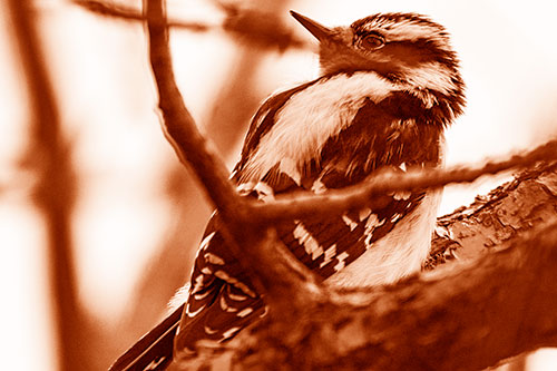 Downy Woodpecker Twists Head Backwards Atop Branch (Orange Shade Photo)