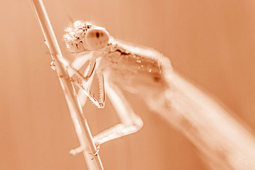 Dragonfly Clamping Onto Grass Blade (Orange Shade Photo)