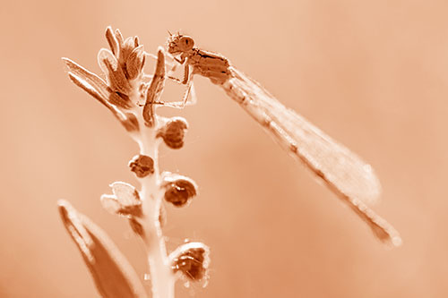 Dragonfly Clings Ahold Plant Top (Orange Shade Photo)