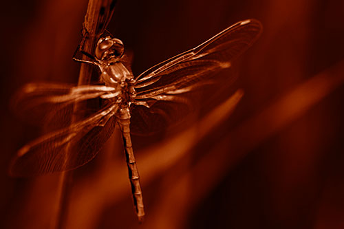 Dragonfly Grabs Ahold Grass Blade (Orange Shade Photo)