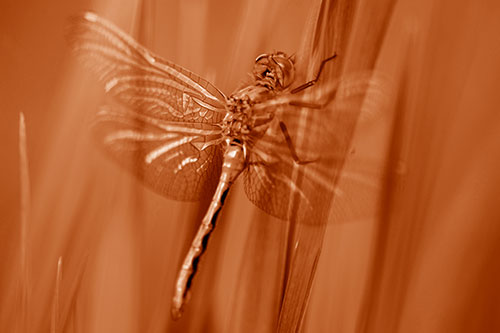 Dragonfly Grabs Grass Blade Batch (Orange Shade Photo)