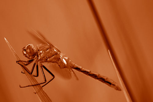Dragonfly Perched Atop Sloping Grass Blade (Orange Shade Photo)