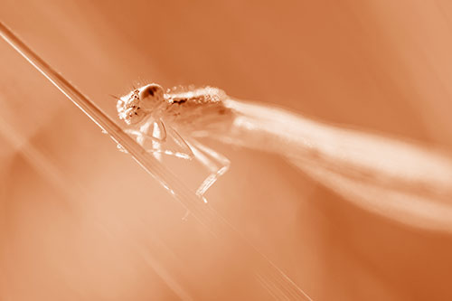Dragonfly Rides Grass Blade Among Sunlight (Orange Shade Photo)