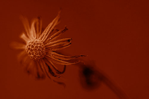 Dried Curling Snowflake Aster Among Darkness (Orange Shade Photo)