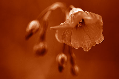 Droopy Flax Flower During Rainstorm (Orange Shade Photo)