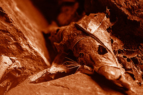 Dry Frowning Leaf Face Resting Between Rocks (Orange Shade)
