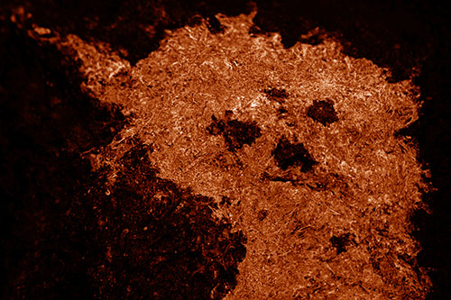 Dry Smirking Moss Face Among Damp Rock Surface (Orange Shade)