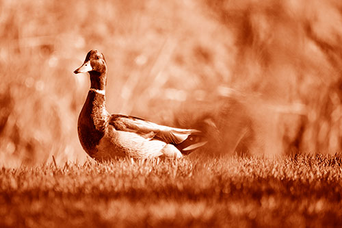 Duck On The Grassy Horizon (Orange Shade Photo)