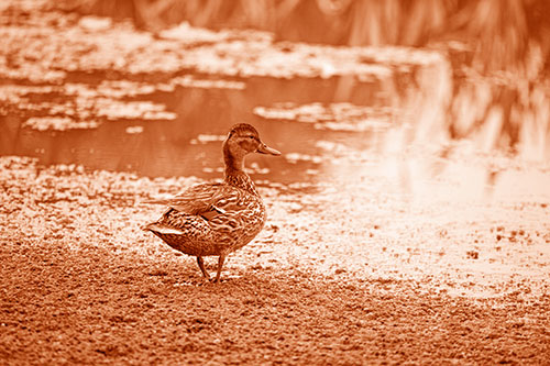 Duck Walking Through Algae For A Lake Swim (Orange Shade Photo)