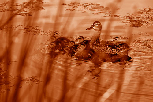 Ducklings Surround Mother Mallard (Orange Shade Photo)