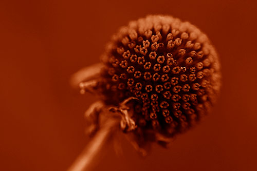 Dying Globosa Billy Button Craspedia Flower (Orange Shade Photo)