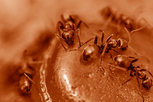 Excited Carpenter Ants Feasting Among Sugary Food Source (Orange Shade Photo)