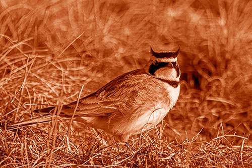 Eye Contact With A Horned Lark (Orange Shade Photo)