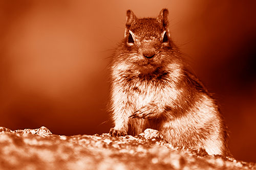 Eye Contact With Wild Ground Squirrel (Orange Shade Photo)