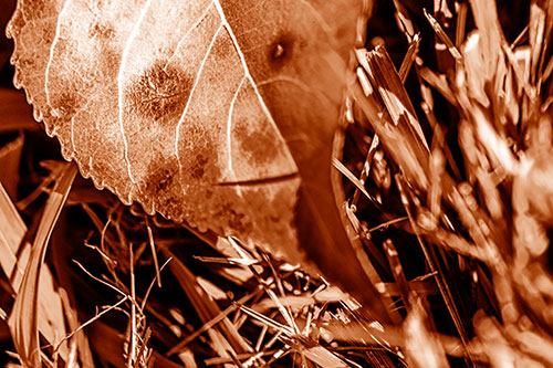 Eye Winking Shadow Smirking Leaf Face (Orange Shade)