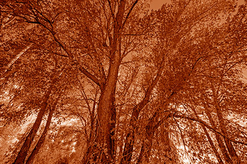 Fall Changing Autumn Tree Canopy Color (Orange Shade Photo)