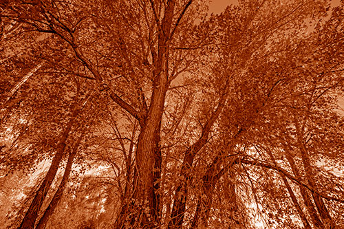 Fall Changing Autumn Tree Canopy Color (Orange Shade)