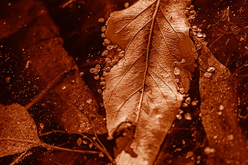 Fallen Autumn Leaf Face Rests Atop Ice (Orange Shade Photo)