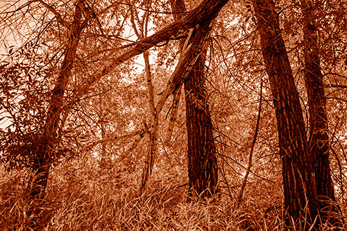 Fallen Forest Tree Trunks Among Sunlight (Orange Shade Photo)