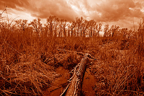 Fallen Snow Covered Tree Log Among Reed Grass (Orange Shade)