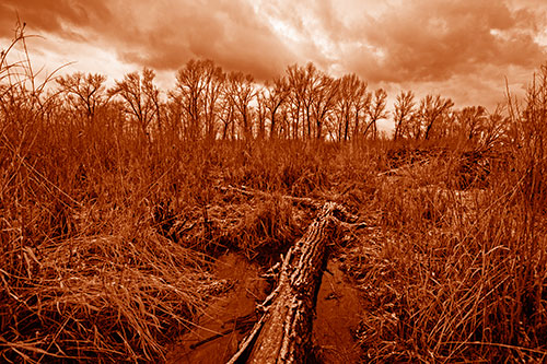 Fallen Snow Covered Tree Log Among Reed Grass (Orange Shade Photo)