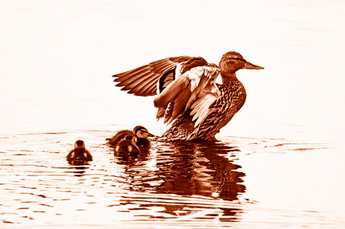 Family Of Ducks Enjoying Lake Swim (Orange Shade Photo)