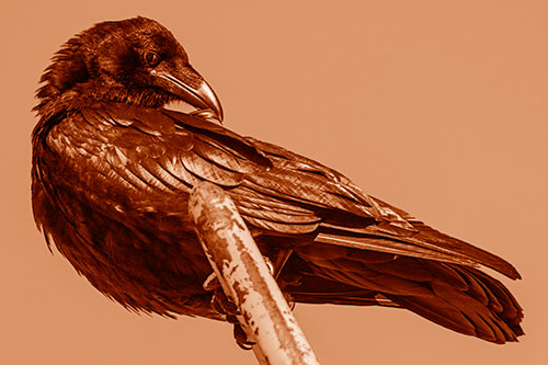 Feather Cleaning Raven Perched Atop Rusted Rail (Orange Shade)