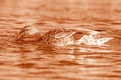 Female Mallard Duck Feasting Among River Water (Orange Shade)