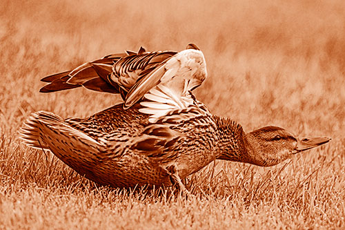 Female Mallard Duck Stretching Among Cut Grass (Orange Shade)