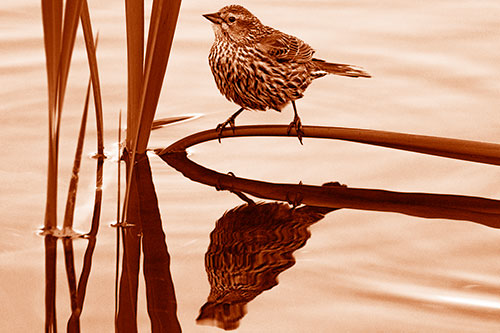Female Red Winged Blackbird Casts Reflection Atop Bent Water Reed (Orange Shade)