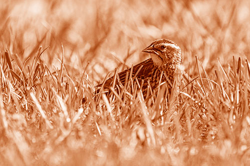 Female Red Winged Blackbird Taking Gander Among Grass (Orange Shade)