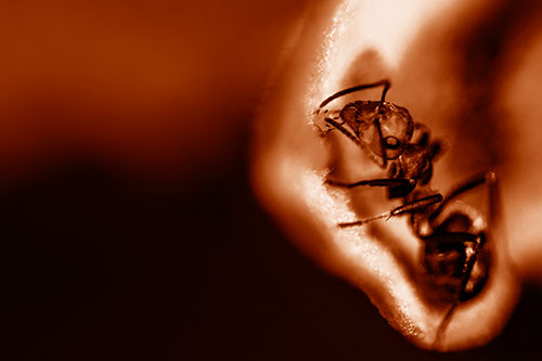 Fire Ant Milking Aphid Among Milkweed Leaf (Orange Shade)