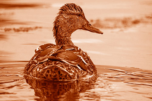 Floating Female Mallard Duck Glancing Sideways (Orange Shade Photo)