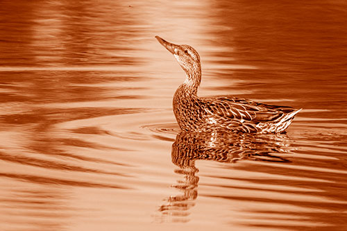 Floating Mallard Duck Watches Dragonfly Buzzing Above (Orange Shade)