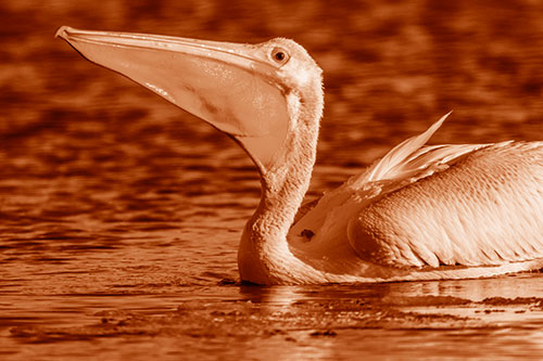 Floating Pelican Swallows Fishy Dinner (Orange Shade Photo)