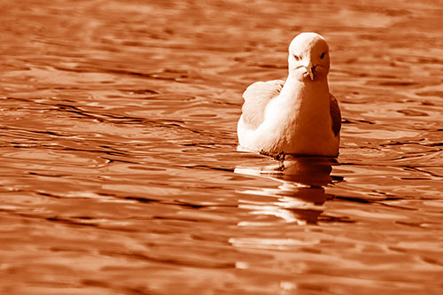 Floating Seagull Making Direct Eye Contact (Orange Shade)