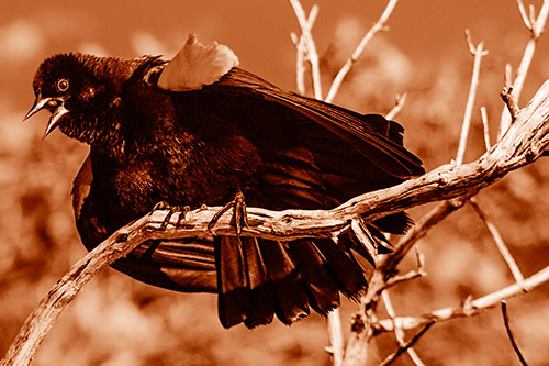 Fluffy Red Winged Blackbird Singing Among Curving Branch (Orange Shade)