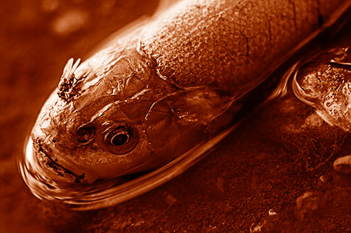 Fly Feasts Among Freshwater Whitefish Eyeball (Orange Shade Photo)