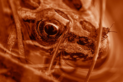 Fly Standing Atop Leopard Frogs Nose (Orange Shade Photo)