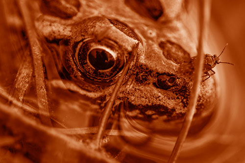 Fly Standing Atop Leopard Frogs Nose (Orange Shade)