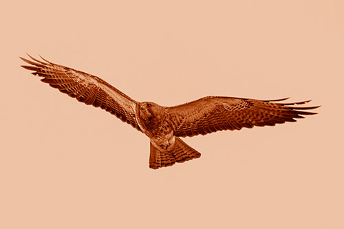 Flying Rough Legged Hawk Patrolling Sky (Orange Shade)