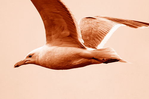 Flying Seagull Close Up During Flight (Orange Shade Photo)